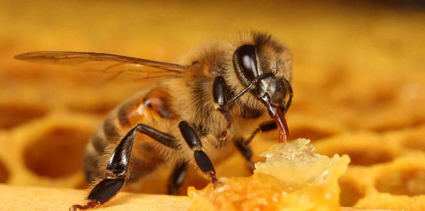 Fattoria didattica per insegnare ai bambini come vivono le api