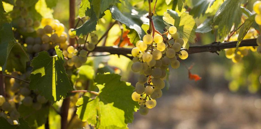 Fattoria didattica per bambini per imparare a produrre i vino